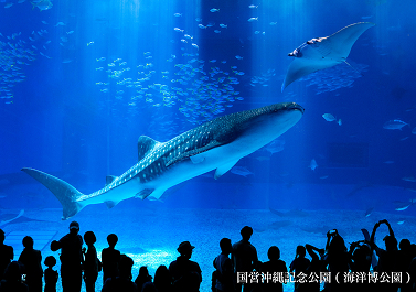 美ら海水族館